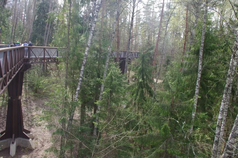Anykščiai treetop walk in the Anykščiai Pine Forest